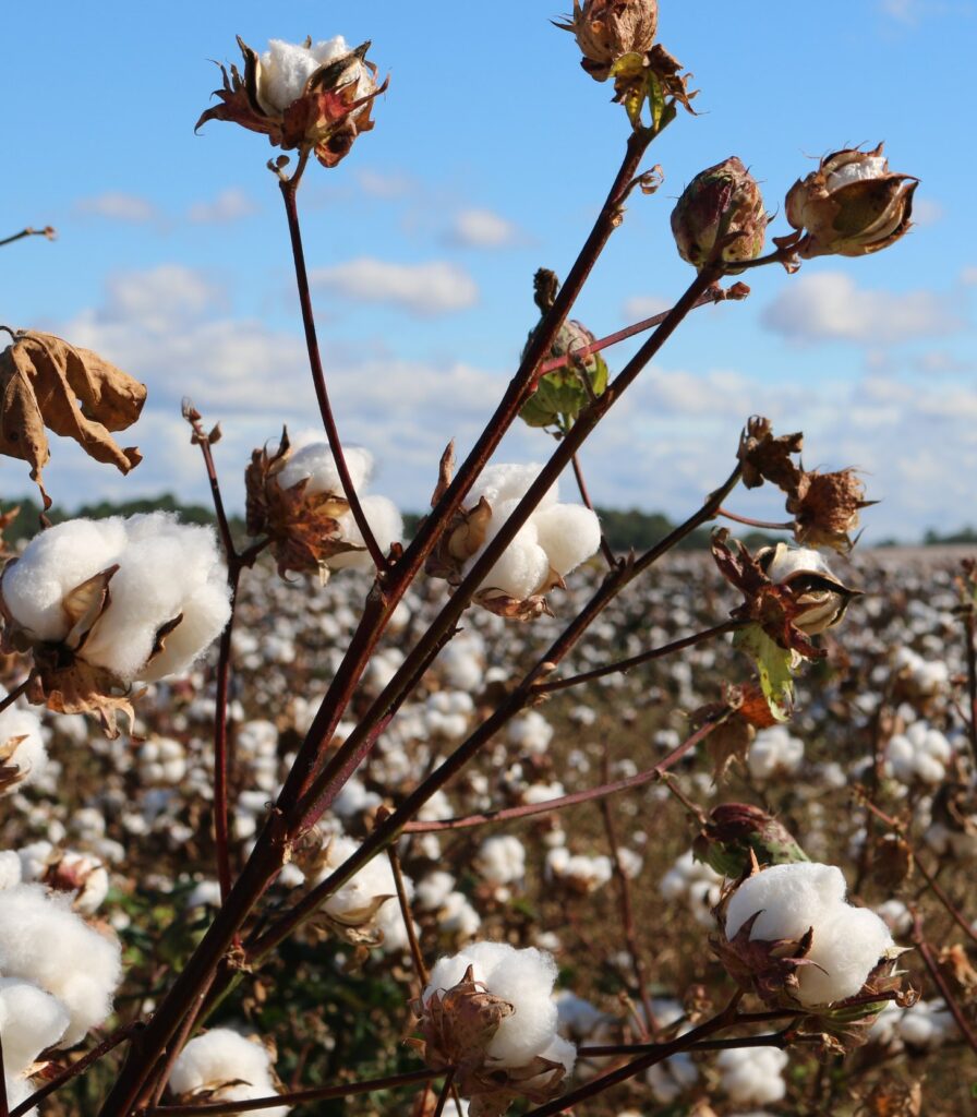 Cotton trees
